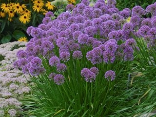 Image of Allium plants