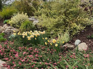 Yaz And Blushing Lady Narcissus
"Dream Team's" Portland Garden
Garden Design
Calimesa, CA