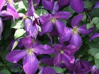 Happy Jack Clematis, Clematis Hybrid, Purple Flower, Flowering Vine
"Dream Team's" Portland Garden
Proven Winners
Sycamore, IL