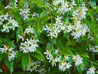 Star Jasmine, Trachelospermum Jasminoides
"Dream Team's" Portland Garden
Garden Design
Calimesa, CA