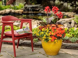 Citrus Tang Container Combination, Canna Lily. Coleus, Impatiens, Lantana
Proven Winners
Sycamore, IL