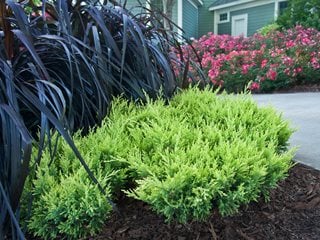 Good Vibrations Gold Juniper, Landscape Photo, Purple Fountain Grass, Landscape Rose
Proven Winners
Sycamore, IL