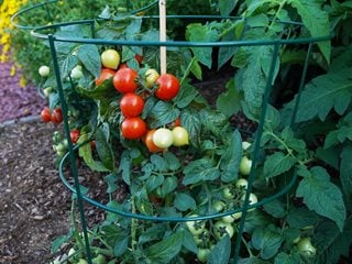Goodhearted tomato plant