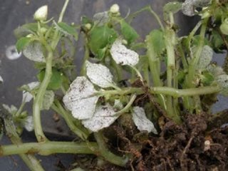 Impatiens Downy Mildew
University of Wisconsin