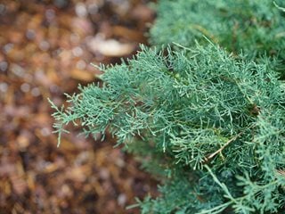 Montana Moss Foliage, Juniperus Chinensis
Proven Winners
Sycamore, IL