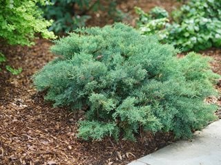 Montana Moss Juniper, Juniperus Chinensis, Low-Growing Evergreen
Proven Winners
Sycamore, IL