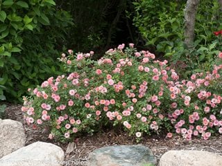 Oso Easy Petite Pink, Landscape Rose, Pink Rose
Proven Winners
Sycamore, IL