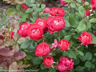 Oso Easy Red landscape rose