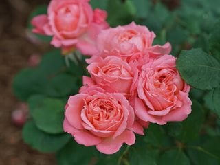 Reminiscent Coral Rose, Rose Hybrid
Proven Winners
Sycamore, IL