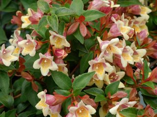 Sunny Anniversary Abelia, Flowering Shrub
Proven Winners
Sycamore, IL
