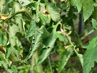 tomato leaves curling