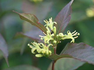 Kodiak Red Diervilla Flowers
Proven Winners
Sycamore, IL