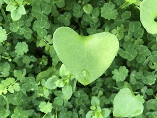 Miner's Lettuce, Claytonia Perfoliate
Garden Design
Calimesa, CA