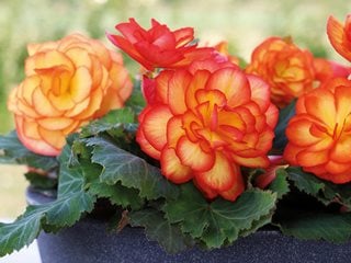 Non Stop Fire Begonia, Tuberous Begonia
Proven Winners
Sycamore, IL