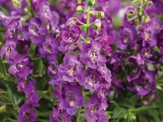 Image of Angelonia annual in garden bed