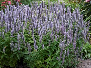 Blue Fortune Agastache, Anise Hyssop
Proven Winners
Sycamore, IL