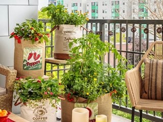 https://www.gardendesign.com/pictures/images/320x240Exact_0x64/dream-team-s-portland-garden_6/balcony-vegetable-garden-vegetable-containers-proven-winners_15916.jpg