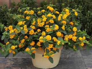 Image of Lantana plant in pot