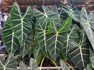 Alocasia Frydek, Alocasia Micholitziana 'frydek'
Shutterstock.com
New York, NY