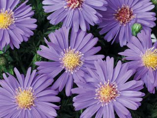 Sapphire Mist Aster, Purple Flower, Aster
Proven Winners
Sycamore, IL