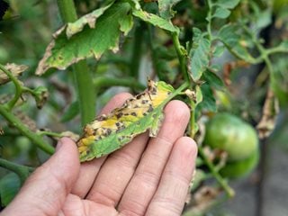 tomato disease yellow leaves