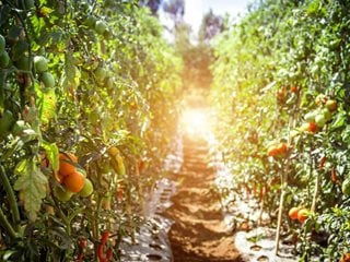 Growing tomatoes