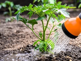 Tomato Plant Growing Guides, Tips, and Information