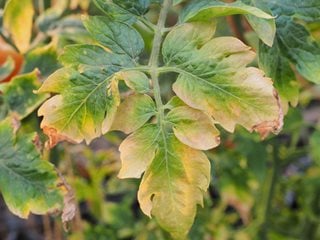 yellow leaves on tomato plants