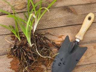 Bareroot, Planting Daylily
Shutterstock.com
New York, NY