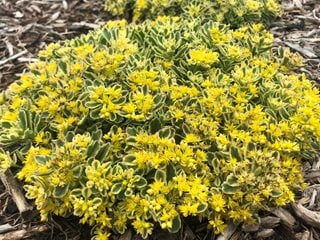 Boogie Woogie ground cover sedum