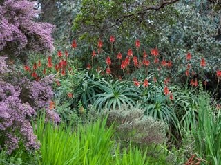 Torch Aloe, Aloe Arborescens
Garden Design
Calimesa, CA