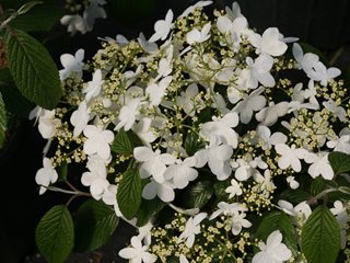 Wabi-Sabi Viburnum, Doublefile Viburnum, Viburnum Plicatum
Proven Winners
Sycamore, IL