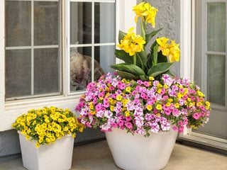 Toucan Yellow In Pot, Toucan Yellow Canna Lily
"Dream Team's" Portland Garden
Proven Winners
Sycamore, IL