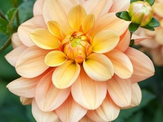 Ginger Snap Dahlia, Orange Flower, Waterlily Dahlia
Garden Design
Calimesa, CA