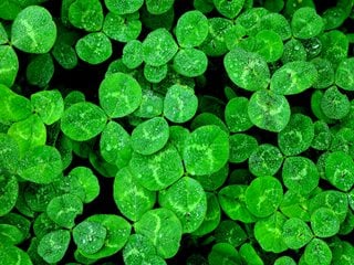 Shamrock, Shamrock Plant, Green Leaves
Shutterstock.com
New York, NY