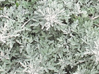 Silver Bullet Wormwood, Artemisia Stelleriana
Proven Winners
Sycamore, IL