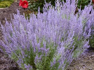 Russian sage, Perovskia atriplicifolia