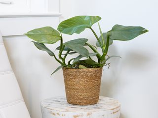 Philodendron – Plant, Grow & Care For These | Garden Design