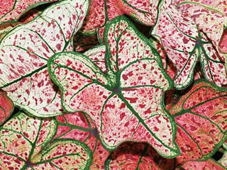 Splash Of Wine Caladium, Elephant Ear, Red Spotted Leaves
Proven Winners
Sycamore, IL