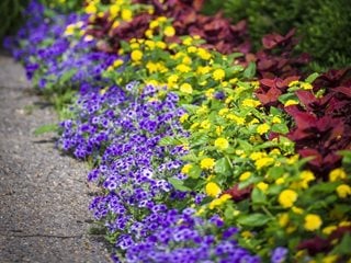 Phlox In Border, Bluberry Phlox
"Dream Team's" Portland Garden
Proven Winners
Sycamore, IL