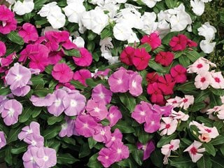 Cora Vincas, Vinca Flowers, Annual Vincas
Proven Winners
Sycamore, IL