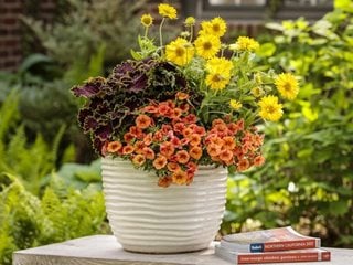 Gaillardia Container Recipe, Potted Plants With Gaillardia
Proven Winners
Sycamore, IL