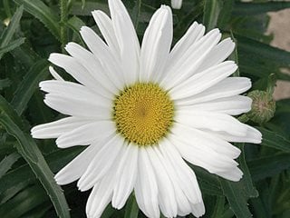 Daisies, white flowers with yellow centers, create a spring or