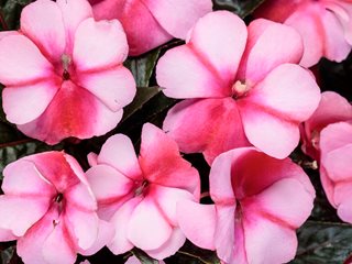 Impatiens