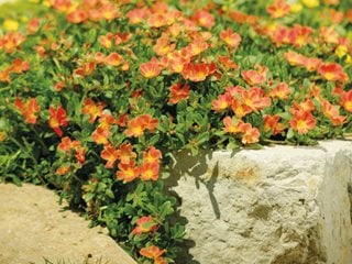 Mojave Tangerine Purslane Rock Wall, Rock Wall Plants
Proven Winners
Sycamore, IL