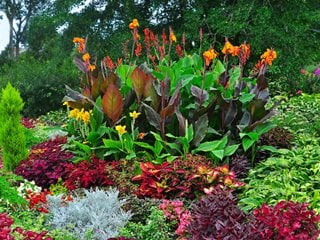 Cannas In A Colorful Garden
"Dream Team's" Portland Garden
Shutterstock.com
New York, NY