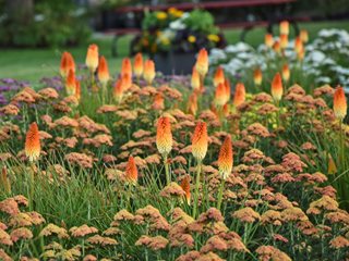 Kniphofia And Yarrow, Kniphofia Landscape
"Dream Team's" Portland Garden
Proven Winners
Sycamore, IL