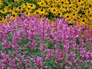Rosie Posie Anise Hyssop, Agastache Hybrid
"Dream Team's" Portland Garden
Proven Winners
Sycamore, IL