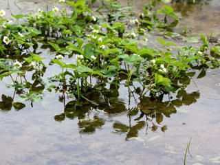 Strawberries In Flooded Garden, Flooded Garden
"Dream Team's" Portland Garden
Shutterstock.com
New York, NY