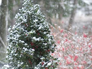 Castle Spire Holly, Evergreen Shrub, Red Berries
Proven Winners
Sycamore, IL